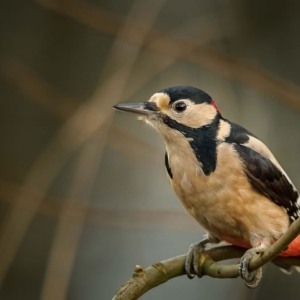 Redwell   20 01 2017   D3s (179 Of 180).jpg